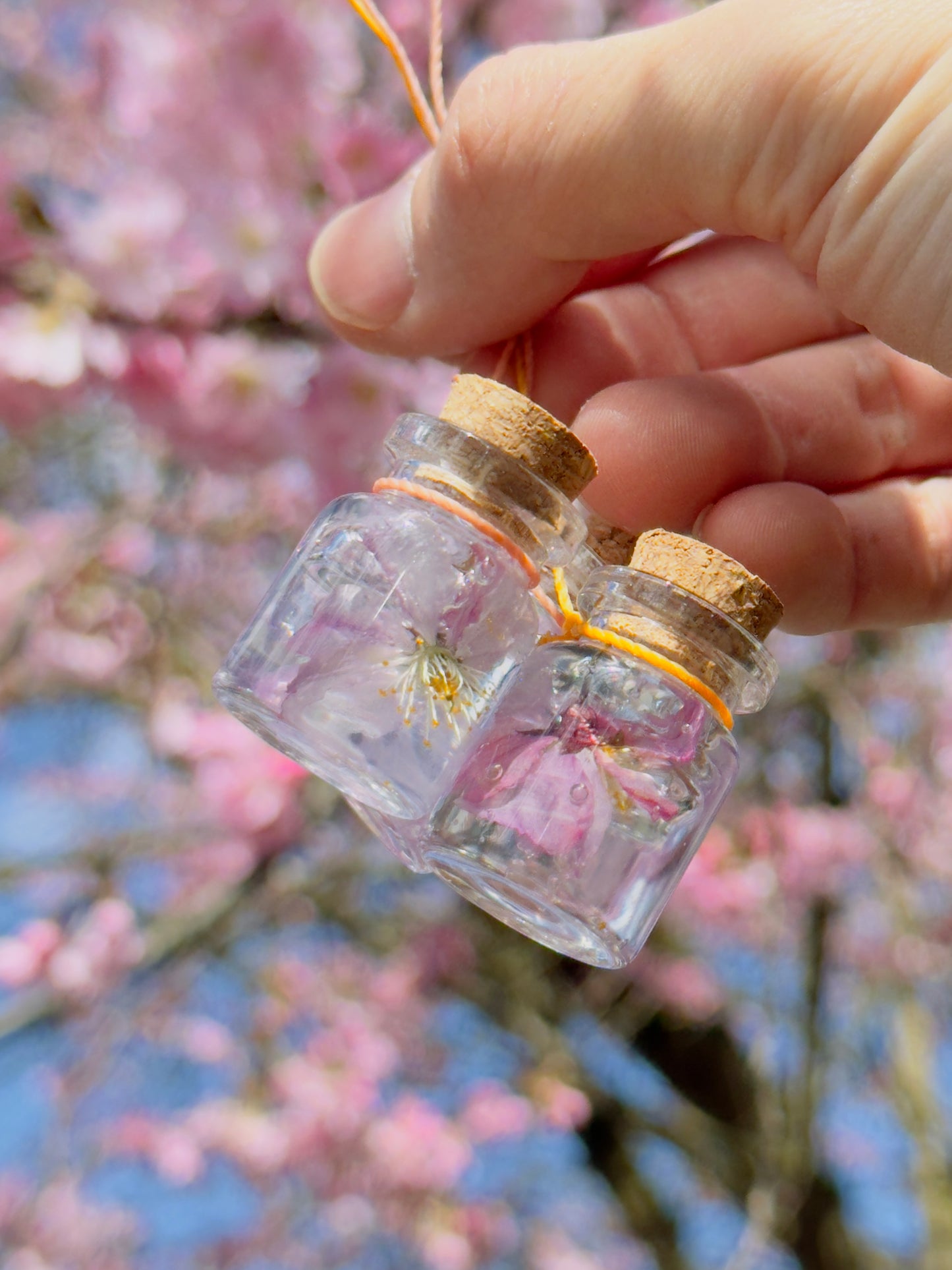 The forever cherry blossom