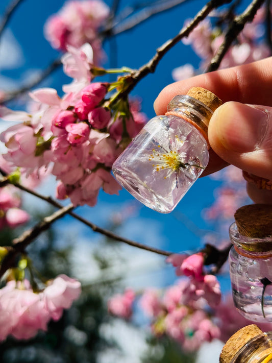 The forever cherry blossom