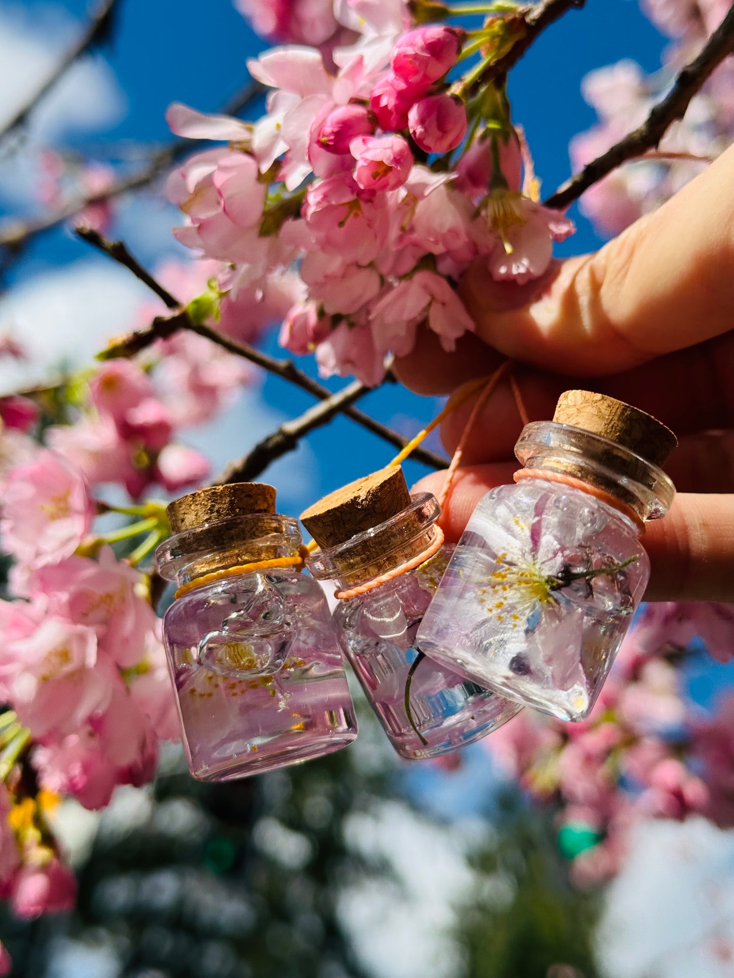 The forever cherry blossom